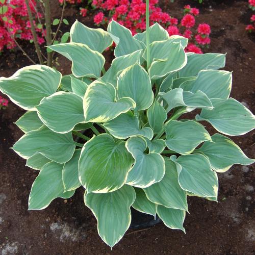 ホスタ ギボウシ 花 苗 寒河江 サガエ 3号 直径9cm ポット 1株 シェードガーデン 鉢植え グランドカバー 日陰 丈夫で増える N Hosta Sag イングの森 花 苗 球根 育て方 通販 Yahoo ショッピング