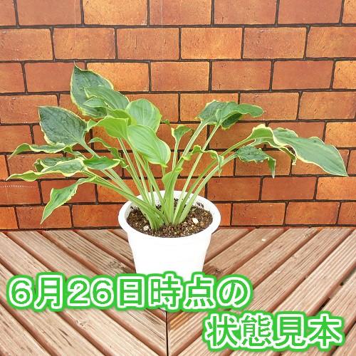 ギボウシ 花 苗 ホスタソー スイート ５号鉢 N Hosta Sosweet Size5 イングの森 花 苗 育て方 通販 Yahoo ショッピング