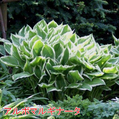 ギボウシ 花 苗 ホスタ 選べる3種 アルボマルギナータ ブレッシング 
