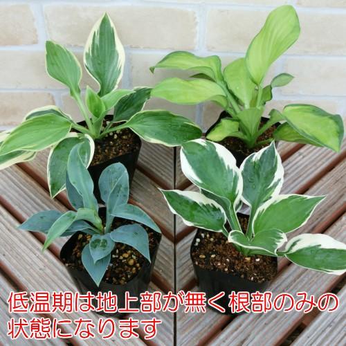 ホスタ ギボウシ お任せ2種でお買い得 送料無料 他品同梱可 北海道 九州は別途送料がかかります シェードガーデン 日陰 丈夫で増える N Hostapotss イングの森 花 苗 育て方 通販 Yahoo ショッピング