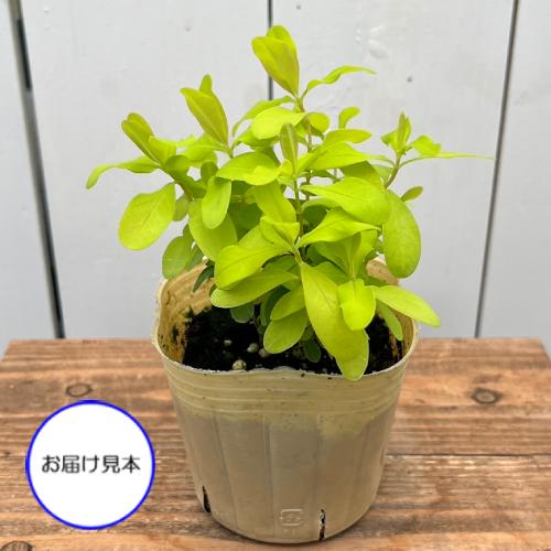 ヒペリカム ゴールドフォーム 3号（直径9cm）ポット苗 1個 耐寒性小