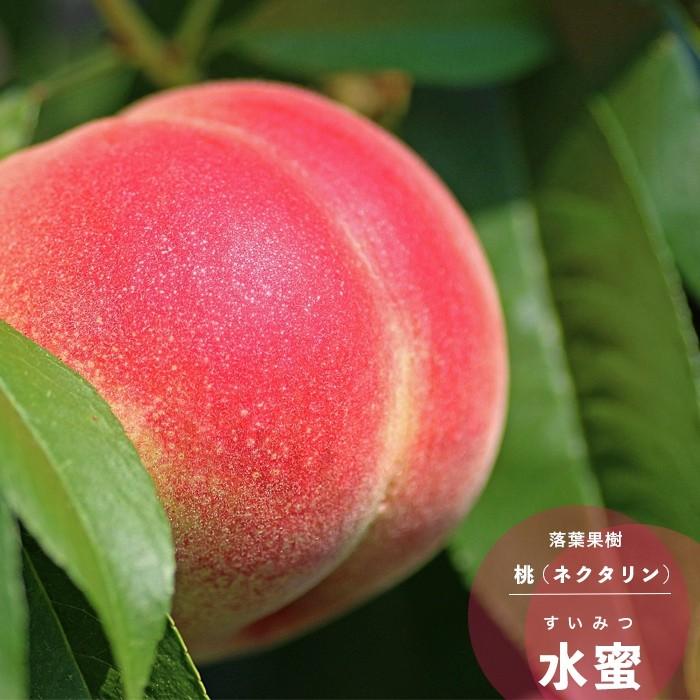 果樹苗 モモ 苗木 水蜜（すいみつ / スイミツ) 1年生 接木 13.5cm