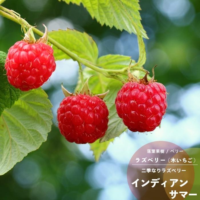 果樹苗 ベリー 苗木 赤実ラズベリー インディアンサマー 4 5号 直径13 5cm ポット苗 果樹苗木 木イチゴ N Ib Rasberry Redy イングの森 花 苗 球根 育て方 通販 Yahoo ショッピング