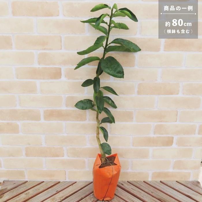 果樹 苗木 すだち スダチ 鉢植え 夏 1年生 接ぎ木 4 5号 13 5cm ポット 柑橘類 常緑樹 香酸 N Ib Sudachi3 イングの森 母の日 プレゼント ギフト 花 通販 Yahoo ショッピング