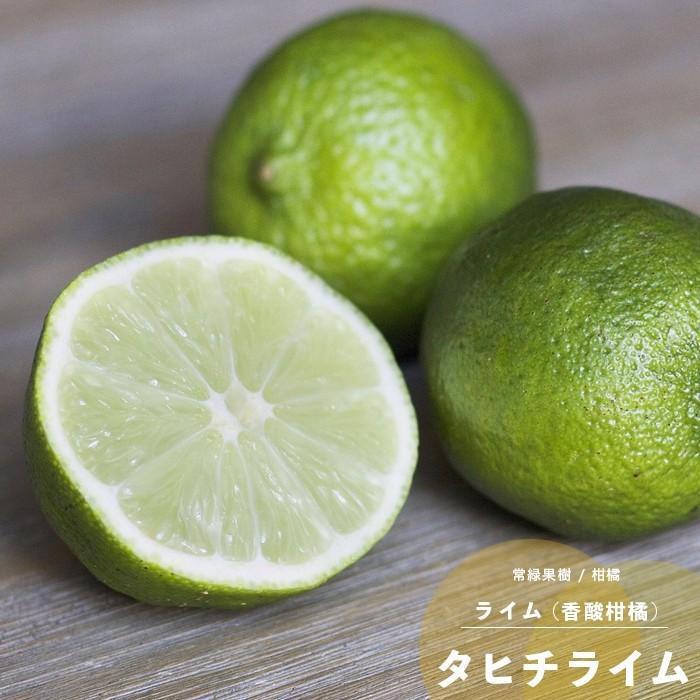 タヒチライム 苗木 果樹苗 柑橘類 1年生 接ぎ木 4 5号 13 5cm ポット苗 常緑樹 香酸柑橘 N Ib Tahichiraimu01 イングの森 花 苗 球根 育て方 通販 Yahoo ショッピング