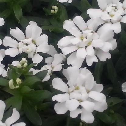 宿根草 イベリス スノーサーファー １株 N Iberisu Snw イングの森 花 苗 育て方 通販 Yahoo ショッピング