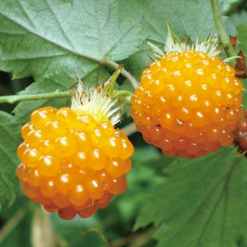 木苺・キイチゴゴショイチゴ