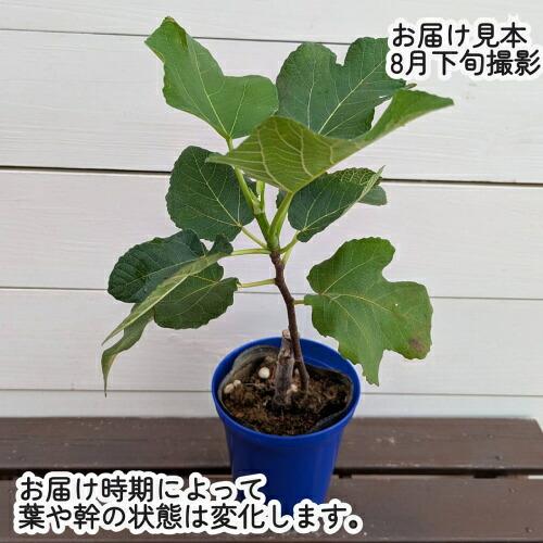 果樹苗 イチジク 苗木 ゴールドファイガー4号鉢 果樹 いちじく 落葉樹