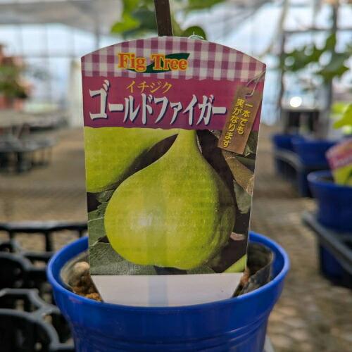 果樹苗 イチジク 苗木 ゴールドファイガー4号鉢 果樹 いちじく 落葉樹