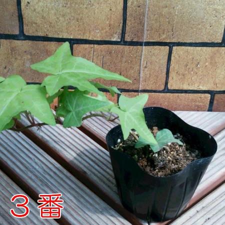 アイビー 観葉植物 苗 おしゃれ ヘデラ コレクション 1株 グランドカバー 宿根草 寄せ植え 室内園芸 ツル性 壁面緑化 イングリッシュガーデン N Ivy Coll イングの森 花 苗 育て方 通販 Yahoo ショッピング