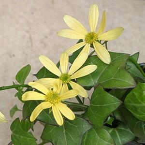 宿根草 アイビーマーガレット（斑入り葉） 1株 : イングの森 花苗の