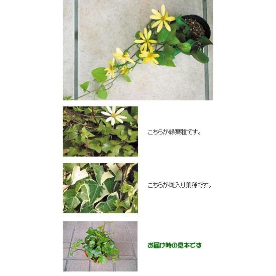 宿根草 アイビーマーガレット（斑入り葉） 1株 : イングの森 花苗の
