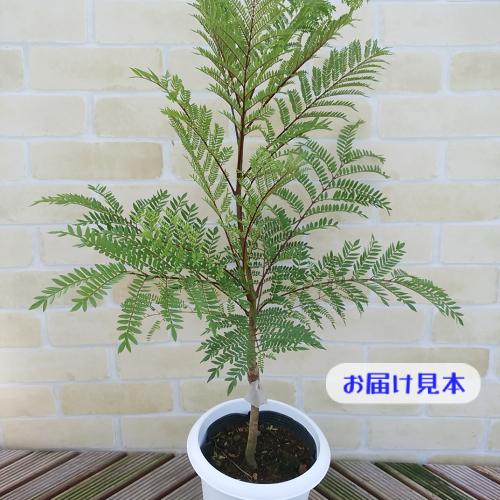 ジャカランダ 花 苗木 紫雲木 シウンボク 春 初夏 6号鉢 観葉植物 世界3大花木の一つです N Jaca イングの森 花 苗 球根 育て方 通販 Yahoo ショッピング