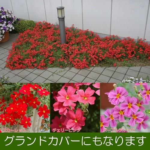 サンブリテリア １株 グランドカバー イングリッシュガーデン等に N James イングの森 花 苗 育て方 通販 Yahoo ショッピング