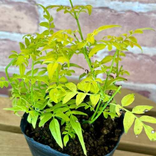 ハゴロモジャスミン　苗　花木　観葉植物 楽天市場】ハゴロモジャスミン 苗 9cmポット 羽衣ジャスミン ハーブ苗