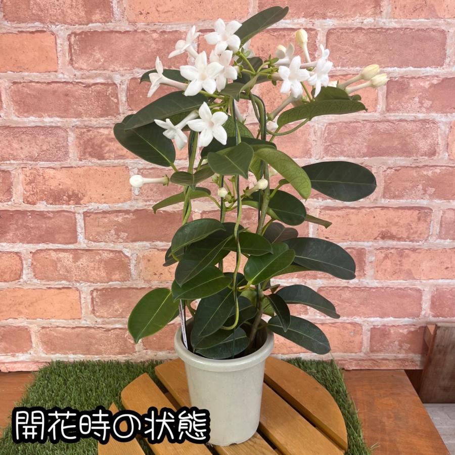 薫るマダガスカルジャスミン 4号鉢 （直径12cm）1個 常緑性つる植物