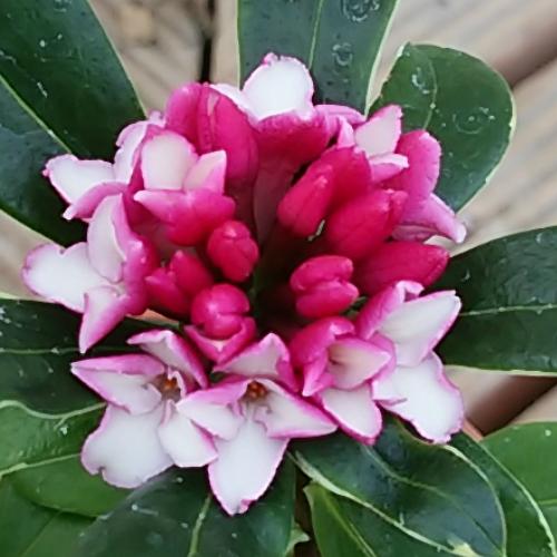 沈丁花　ジンチョウゲ　（？） 沈丁花(ジンチョウゲ) パフュームプリンセス | 株式会社ハクサン｜花や