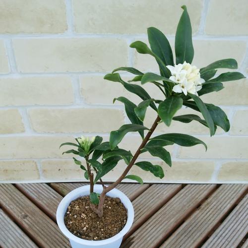 ジンチョウゲ 花 苗 香り 白 12cmポット シンボルツリー 半日陰 シェードガーデン 鉢植え 沈丁花 N Jinchogew イングの森 母の日 プレゼント ギフト 花 通販 Yahoo ショッピング