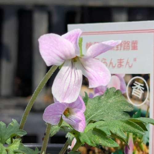 ニホンスミレ 日本すみれ 春らんまん（桃花菊葉野路菫） 3号 (直径9cm