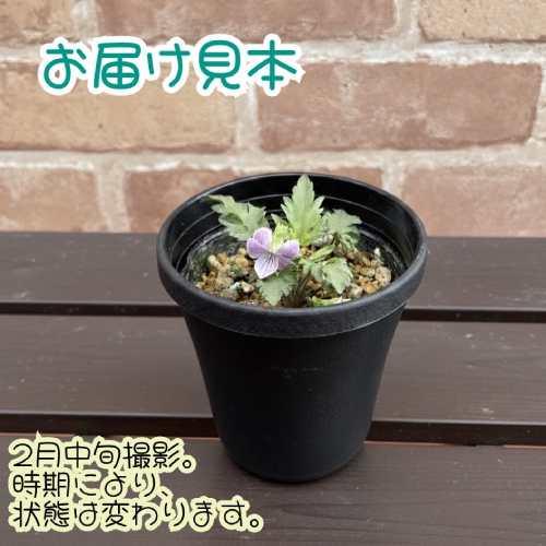 ニホンスミレ 日本すみれ 春らんまん（桃花菊葉野路菫） 3号 (直径9cm