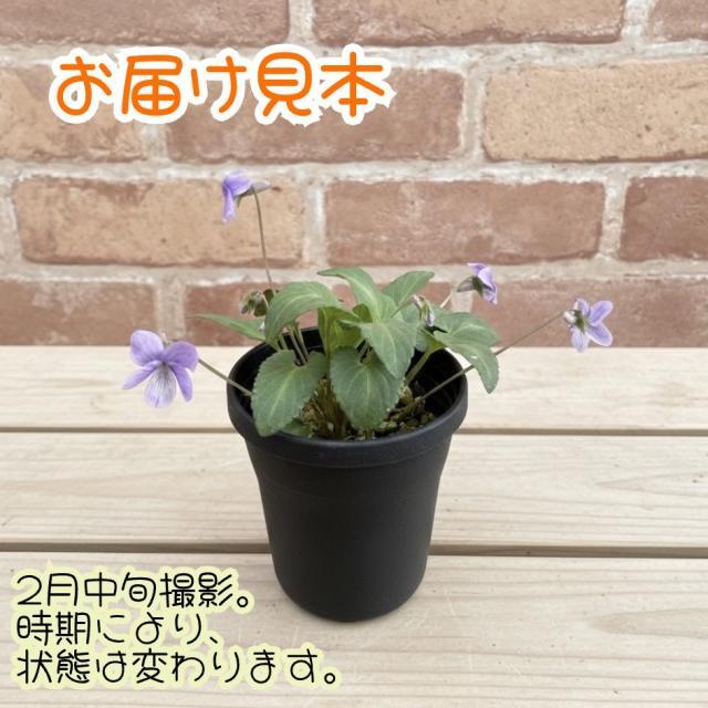 ニホンスミレ 日本すみれ コスミレ（小菫） 3号 (直径9cm) ポット苗 1