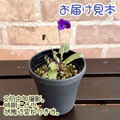 ニホンスミレ 日本すみれ 沼津スミレ（沼津菫） 3号 (直径9cm) ポット