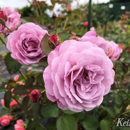 バラ大苗 あいの風(あいのかぜ) 国産苗 大苗 6号鉢植え 京成バラ