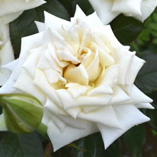 バラ 花 苗木 クレム ドゥ メイアン 薔薇 ばら 国産 大苗 年 6号鉢植え 取り扱い数量限定 19年度新品種 N K Cdm イングの森 花 苗 育て方 通販 Yahoo ショッピング