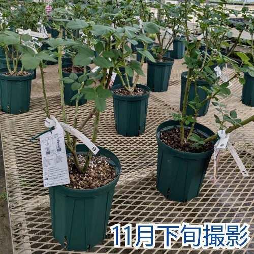 苗 レアバラ苗 6号鉢大苗 超人気切り花新品種 1株のみ