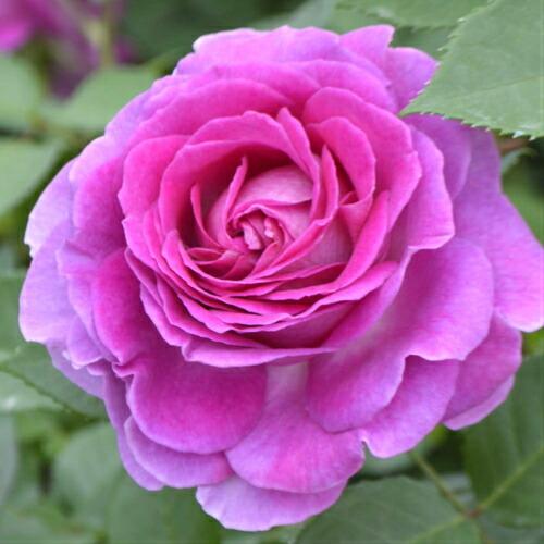 バラ 花 苗木 大苗 フォーラン マリア 薔薇 ばら 国産 6号鉢植え コルデス作出 N K Fm イングの森 花 苗 育て方 通販 Yahoo ショッピング