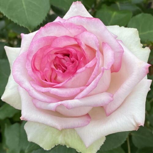 バラ 花 苗木 大苗 クシェル 薔薇 ばら 国産 ハイブリッドティーローズ