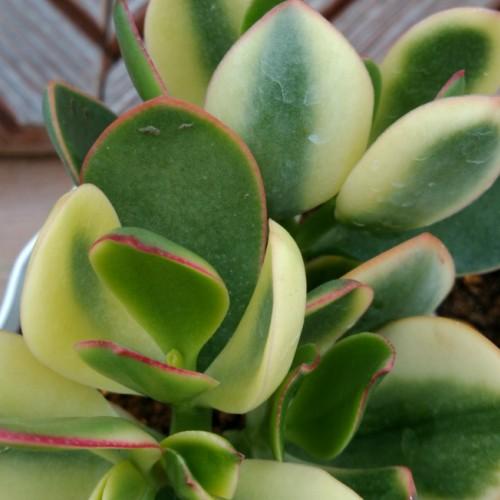 斑入り花月(黄金錦) 5号鉢 金のなる木 多肉植物 ミニ観葉植物 斑入り花月(黄金錦) 5号鉢 金のなる木 多肉植物 ミニ観葉植物