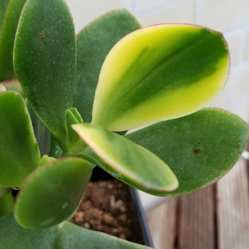 多肉植物 花 鉢植え 冬 春 斑入り花月 キラメキ 7号鉢 金のなる木 成金草 クラッスラ ミニ観葉植物 N Kane Kira イングの森 花 苗 育て方 通販 Yahoo ショッピング