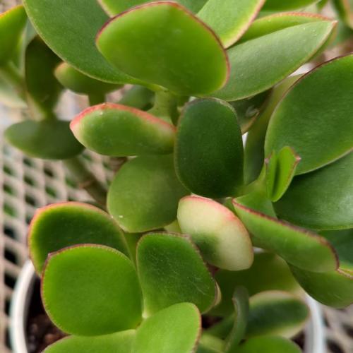 金のなる木 5号鉢（直径15cm） フチベニベンケイ 花月 成金草 多肉植物
