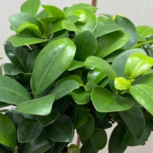 ガジュマル 5号吊り鉢（直径15cm） ハンギング 観葉植物 グリーン