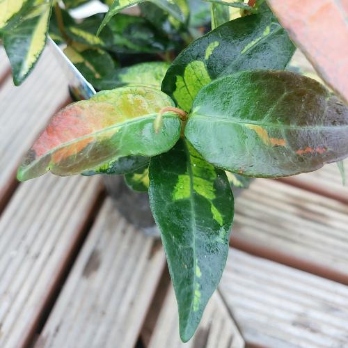 黄金カズラ 苗木 観葉植物 カラーリーフ 常緑低木 10 5cmポット 1個 ポトス 寄せ植え N Kazura Ougon イングの森 花 苗 球根 育て方 通販 Yahoo ショッピング