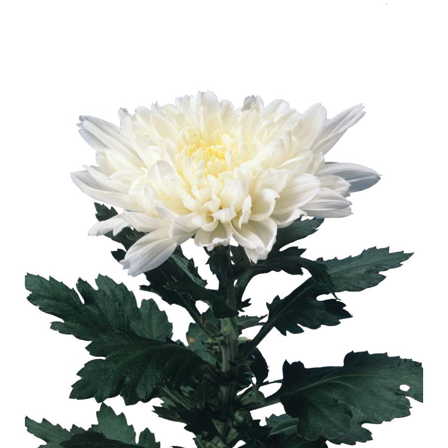 菊 キク きく 秋咲き大輪菊 八雲 白 7 5cm ポット苗 2個セット 宿根草 季節の花苗 寄せ植え等に N Kiku Yak イングの森 花 苗 球根 育て方 通販 Yahoo ショッピング