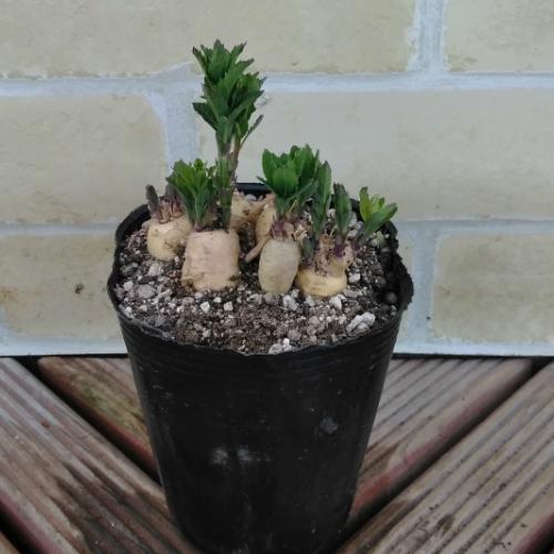 キキョウ 花 苗 桔梗 夏 多年草 高性種ブルー 多芽発芽株 1株 宿根草 N Kikyo Blue イングの森 母の日 プレゼント ギフト 花 通販 Yahoo ショッピング