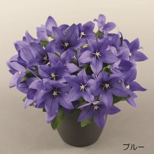 キキョウ 花 苗 鉢植え 夏 ポップスター 1株 ブルー ピンク ホワイト 選べる3色 N Kikyopop イングの森 花 苗 育て方 通販 Yahoo ショッピング