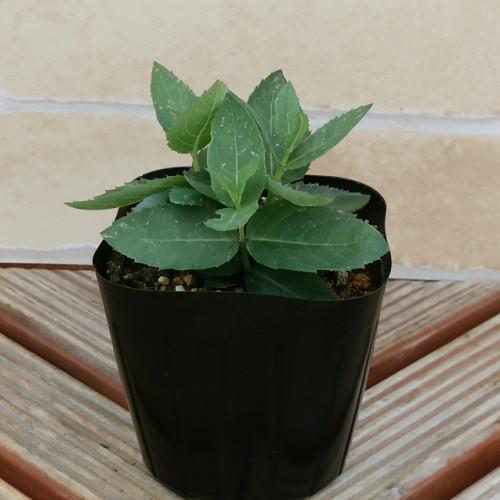 キキョウ 花 苗 鉢植え 夏 ポップスター 1株 ブルー ピンク ホワイト 選べる3色 N Kikyopop イングの森 母の日 プレゼント ギフト 花 通販 Yahoo ショッピング