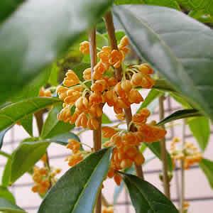 キンモクセイ きんもくせい 金木犀 1株 花 苗木 常緑小高木 香る家庭樹 シンボルツリー N Kinmoku イングの森 花 苗 球根 育て方 通販 Yahoo ショッピング