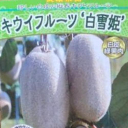 キウィ苗木　キウイフルーツ 白雪姫 苗木セット キウイフルーツ 白雪姫 （メス） 4.5号(13.5cm) ポット苗 果樹苗木