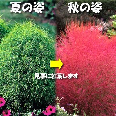 コキア ほうき草 ２株セット イングリッシュガーデン 苗 花 N Kochia 2p イングの森 花 苗 育て方 通販 Yahoo ショッピング