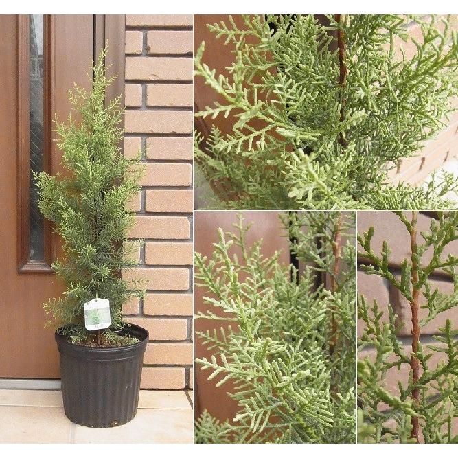 コニファー サルフレアー 7号 直径21cmポット N Koni Salfle イングの森 花 苗 育て方 通販 Yahoo ショッピング