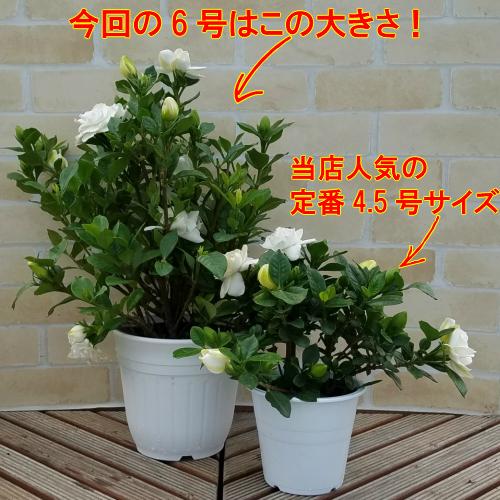クチナシ 花木 苗 鉢植え 初夏 薫る バラ咲き くちなし 6号鉢成長物 梔