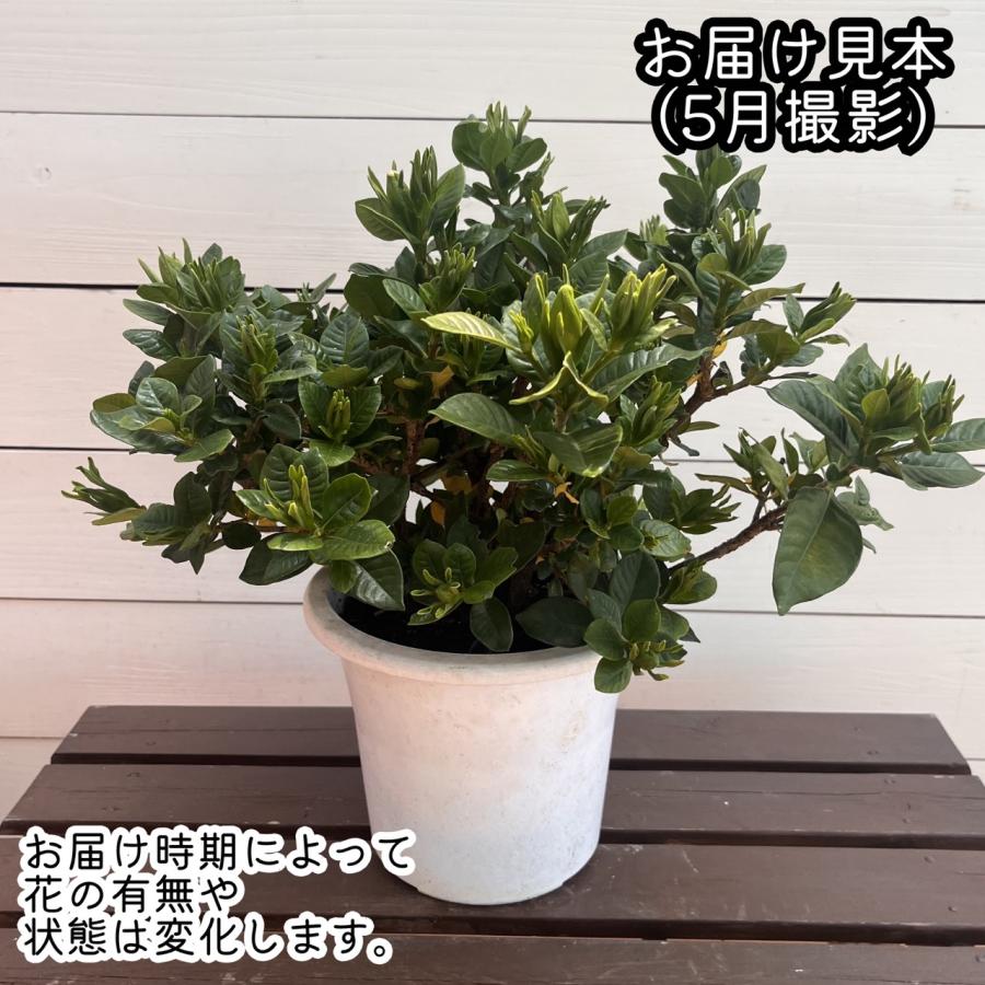 クチナシ 花木 苗 鉢植え 初夏 薫る バラ咲き くちなし 6号鉢成長物 梔