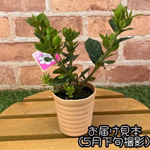 薫るバラ咲きくちなし ヌマタクチナシ 3号（直径9cm）プラ鉢 八重咲き