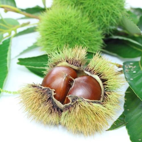 栗 果樹 苗木 大実 天津甘栗 1年生接木苗 4.5号 (直径13.5cm)ポット