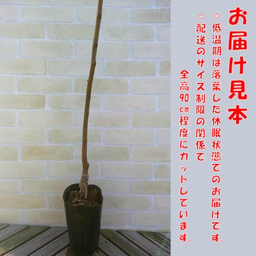 栗 果樹 苗木 大実 天津甘栗 1年生接木苗 4.5号 (直径13.5cm)ポット