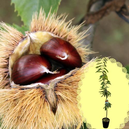 栗 苗木 果樹 クリ 秋 落葉樹 大放出セール 3年 4年物 7号 径21cm ポット苗 他品同梱不可の単独発送品 鉢植え 家庭樹 N Kurisale イングの森 花 苗 球根 育て方 通販 Yahoo ショッピング